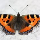 Schmetterling