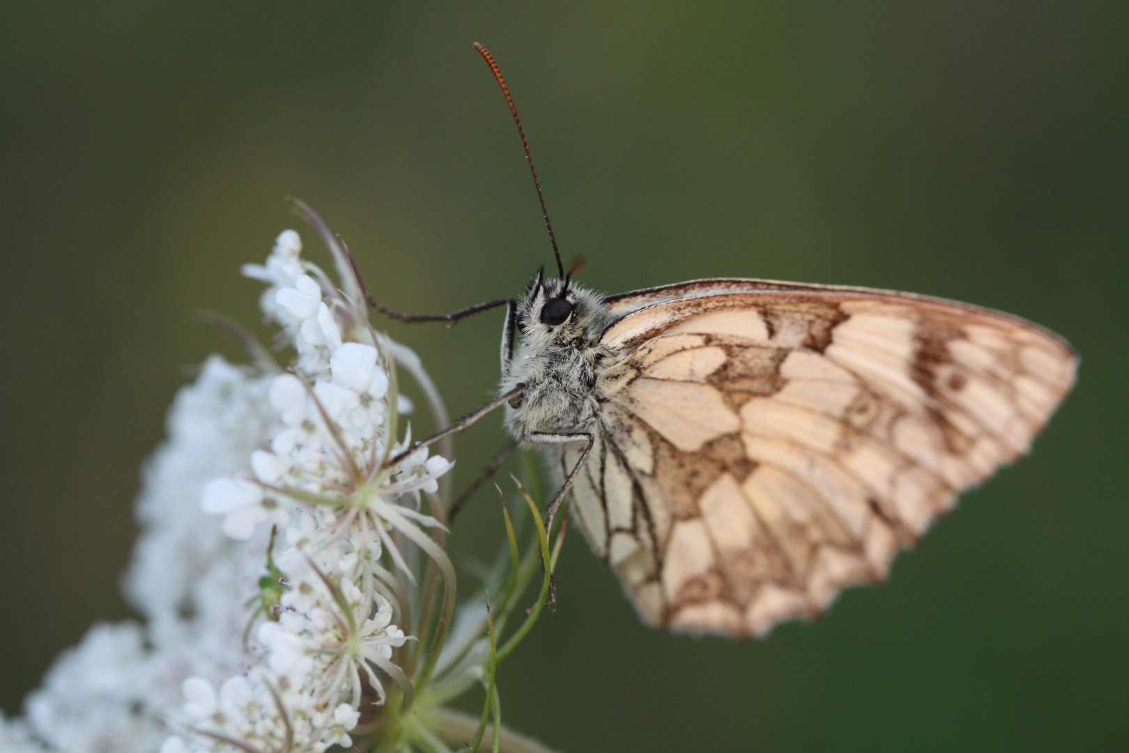 Schmetterling