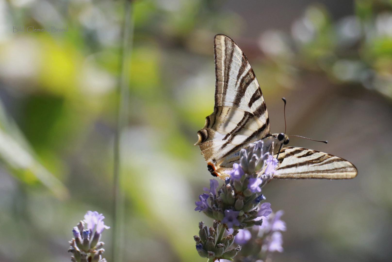 Schmetterling 