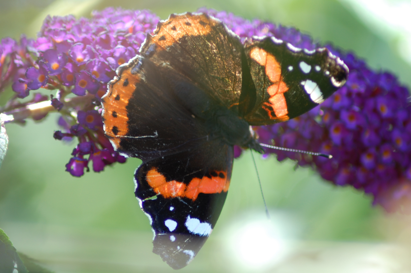 Schmetterling