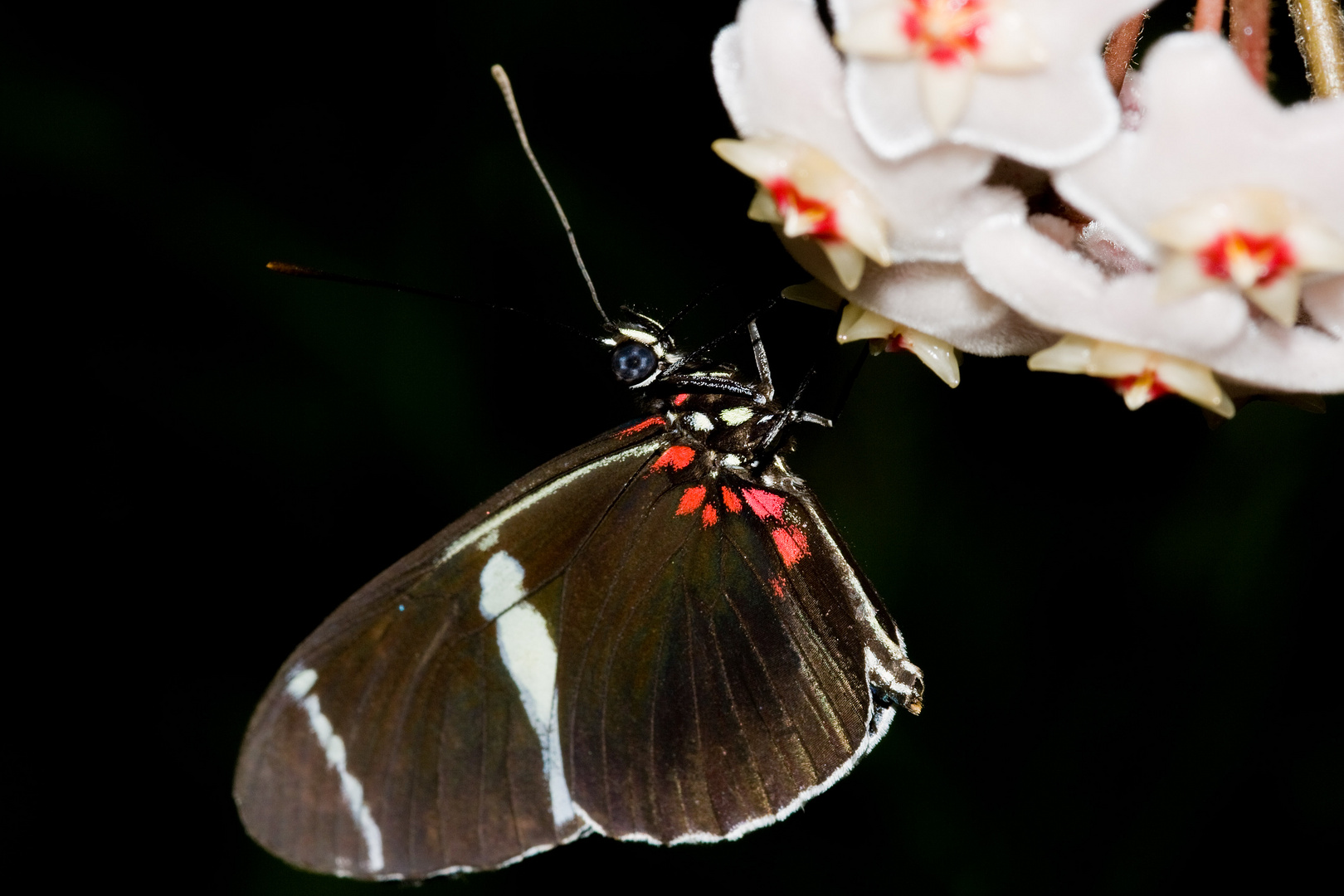 Schmetterling