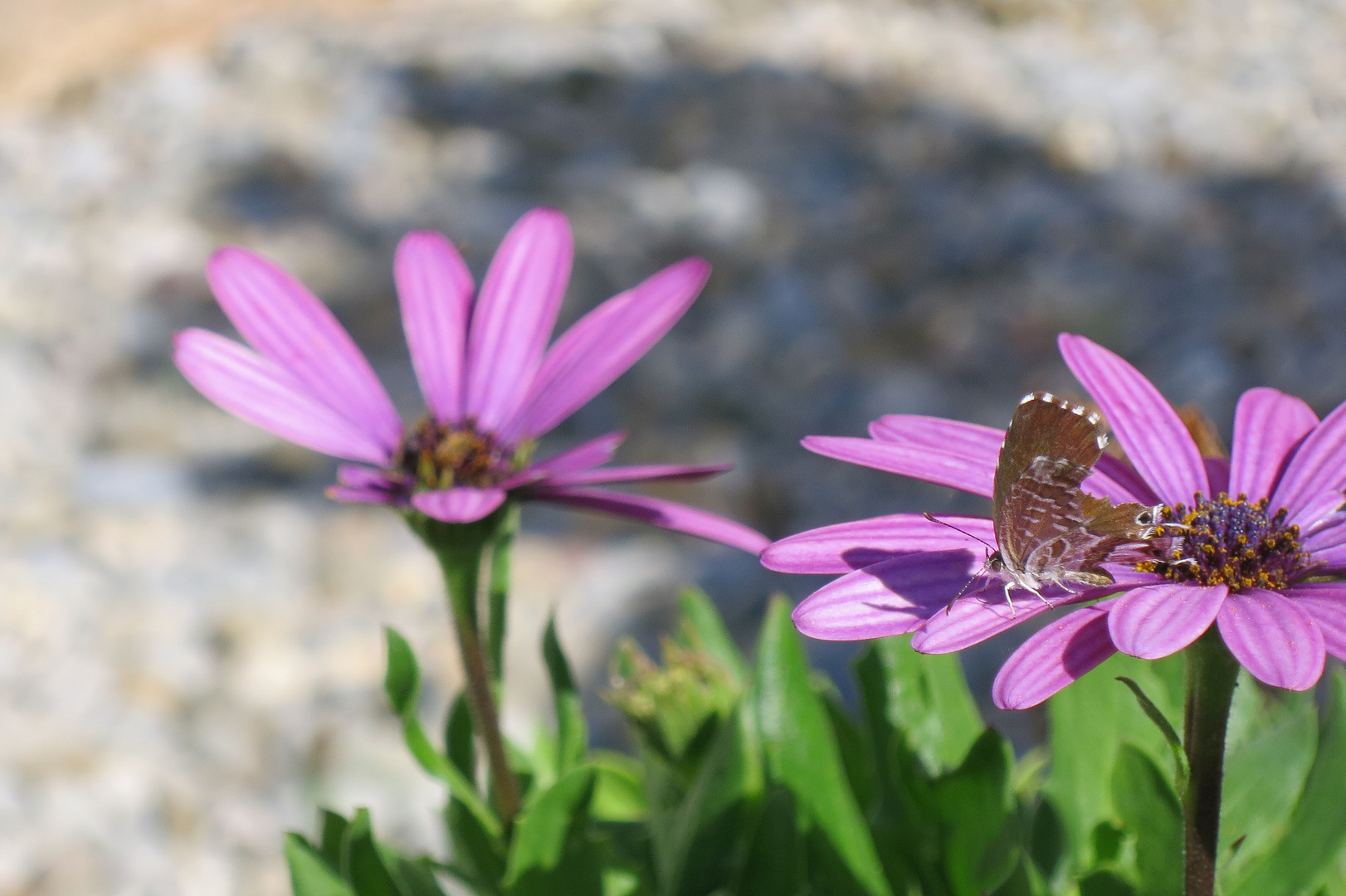 Schmetterling