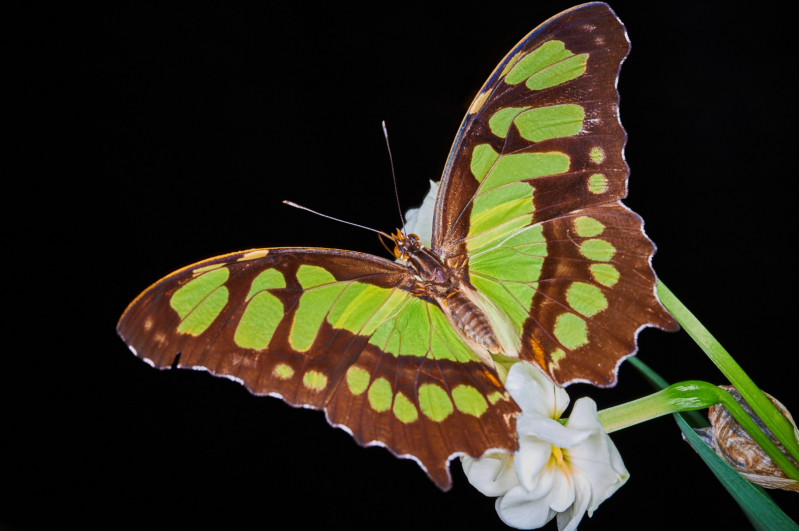 Schmetterling 