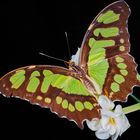 Schmetterling 