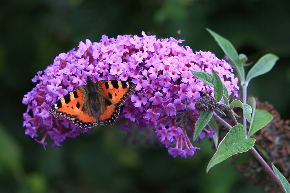 Schmetterling