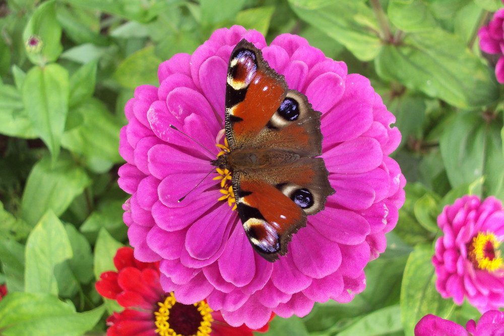 Schmetterling