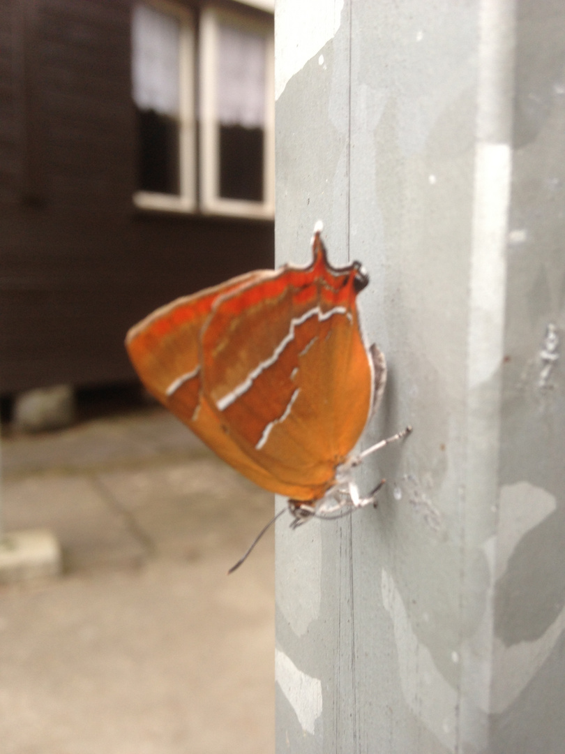 Schmetterling