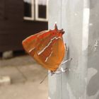 Schmetterling