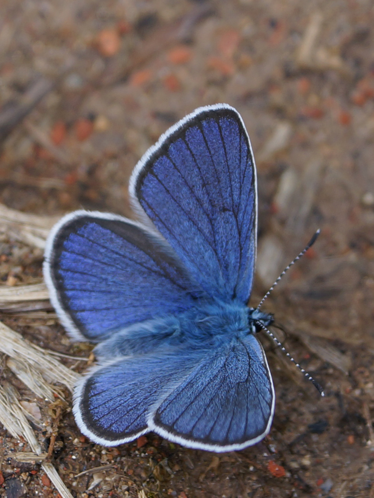 Schmetterling