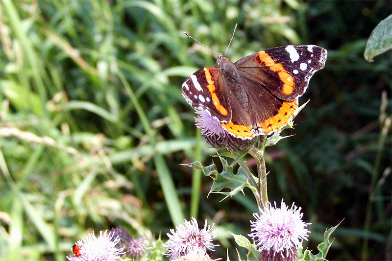 Schmetterling