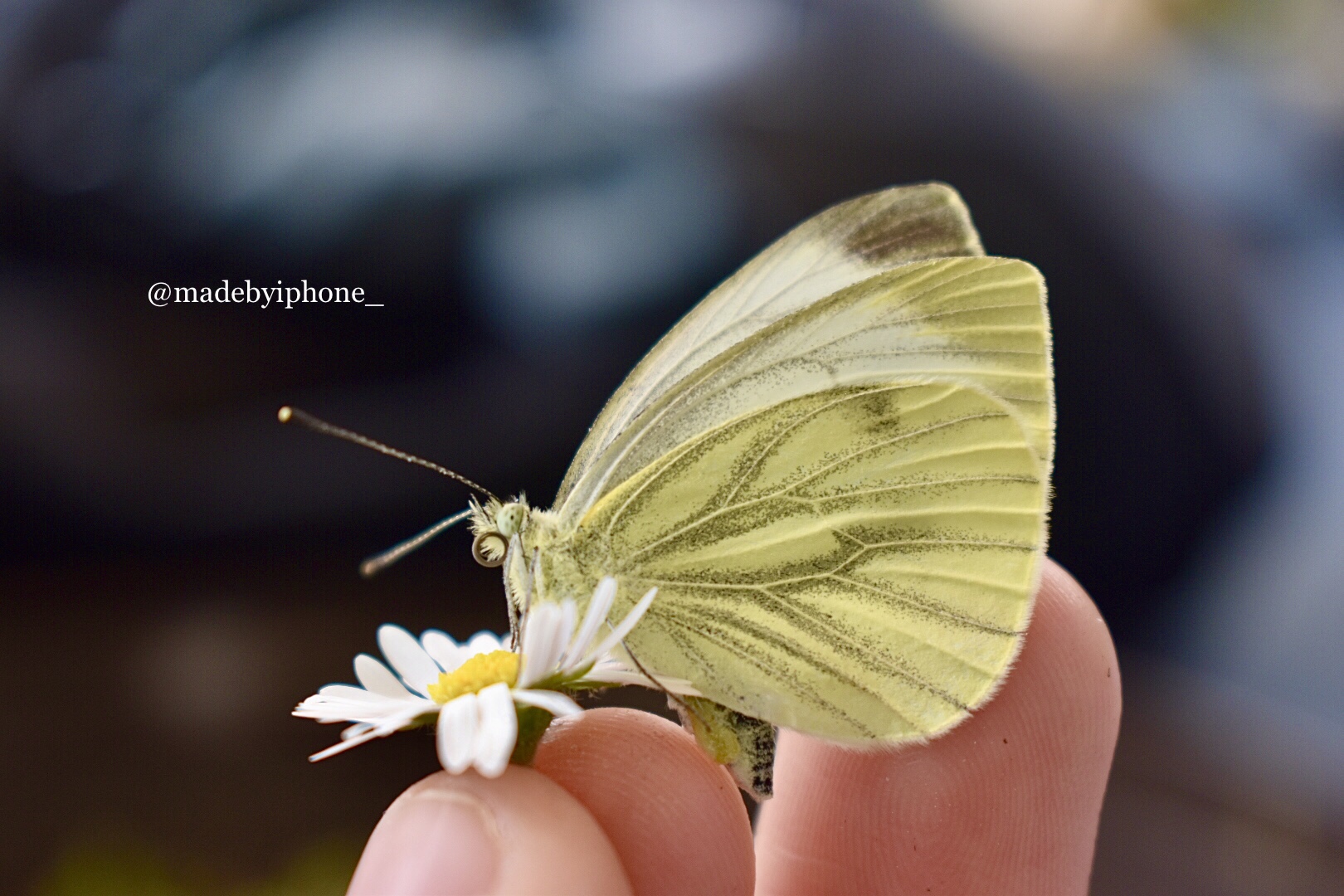 Schmetterling 