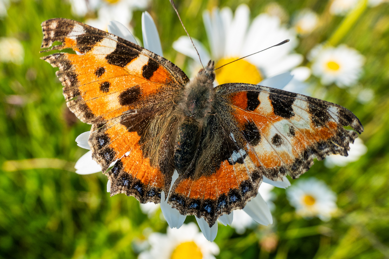 Schmetterling