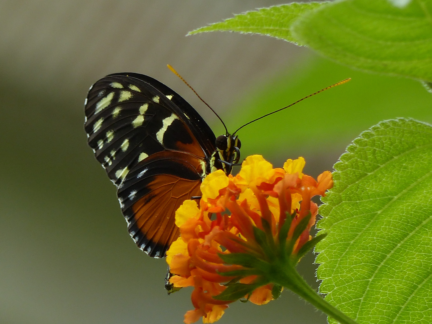 Schmetterling