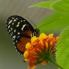 Schmetterling