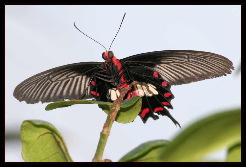 schmetterling