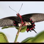 schmetterling