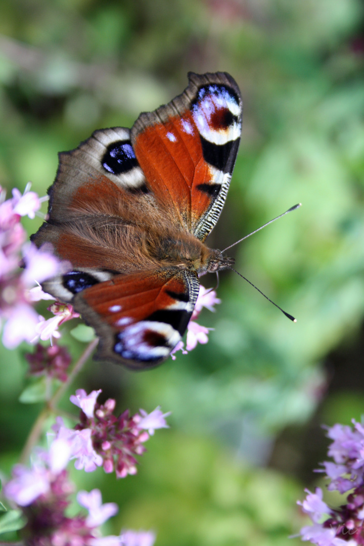 Schmetterling