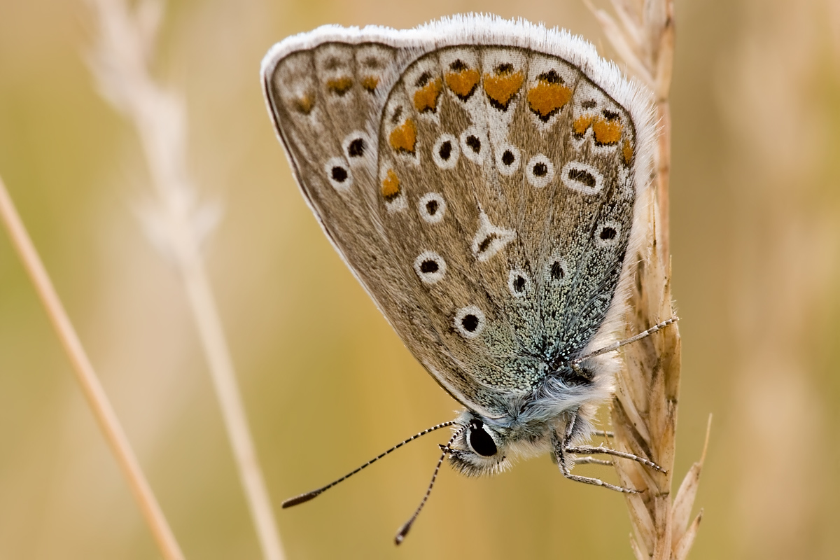 Schmetterling