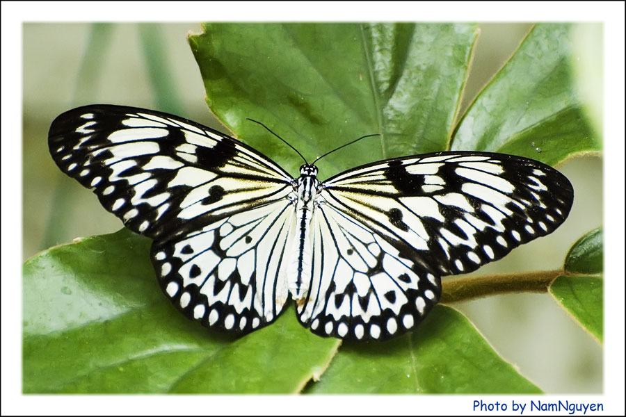 schmetterling