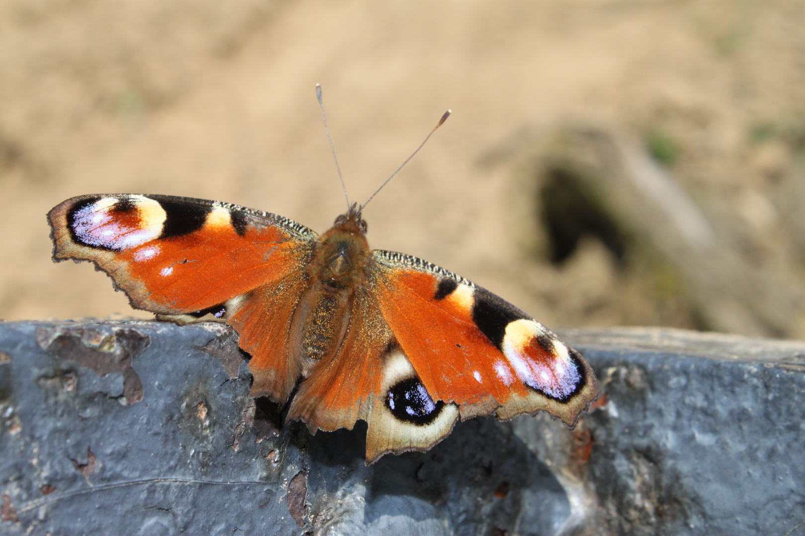 schmetterling.