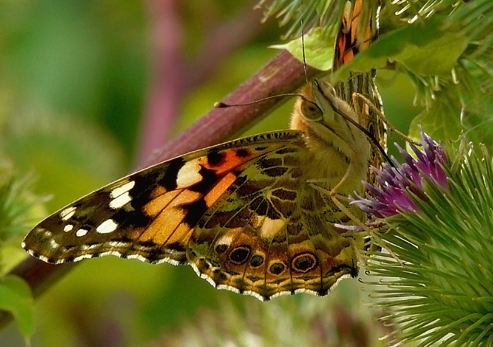 Schmetterling