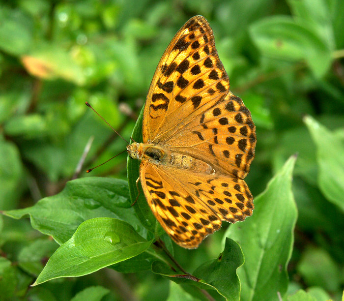 Schmetterling