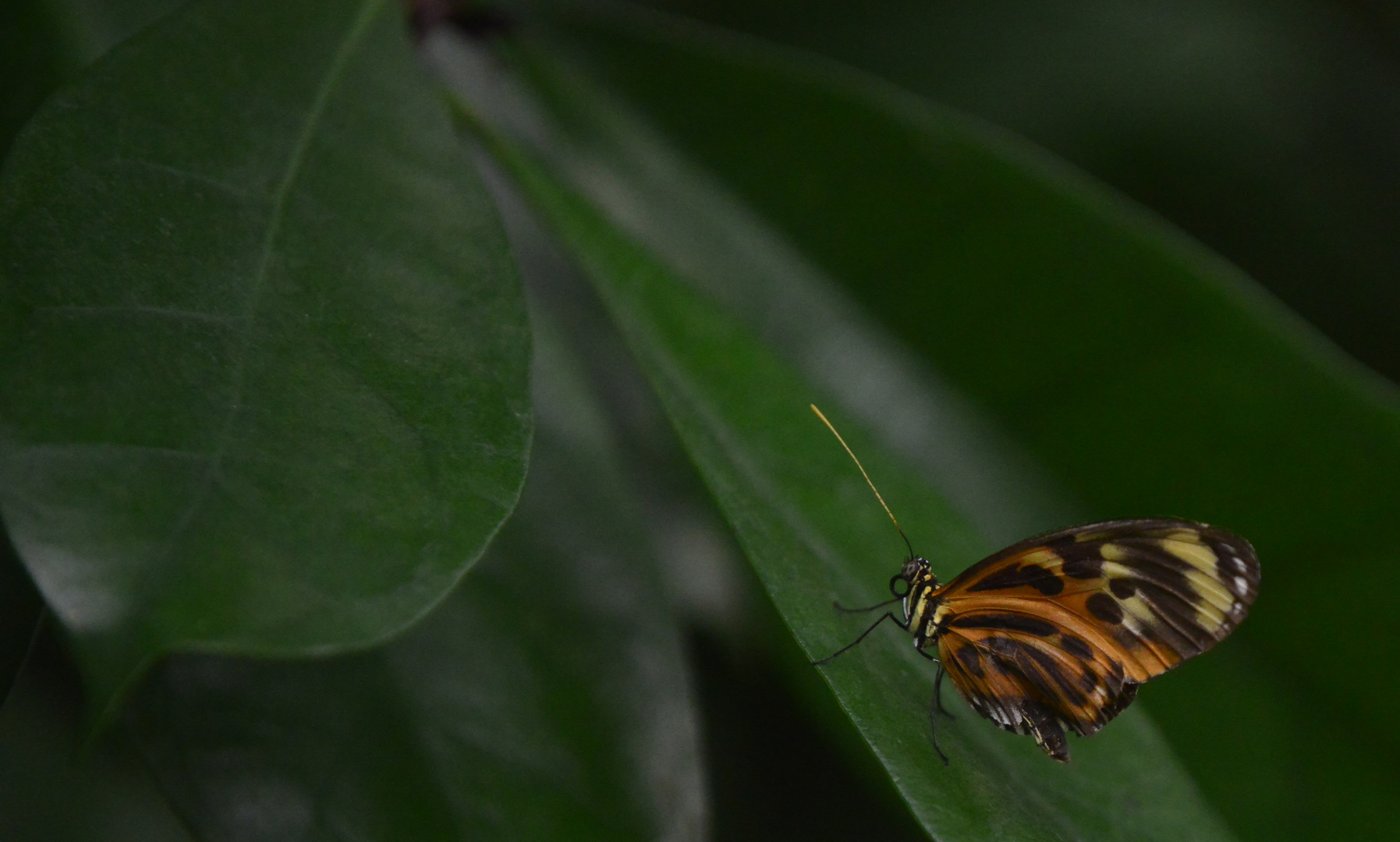 Schmetterling