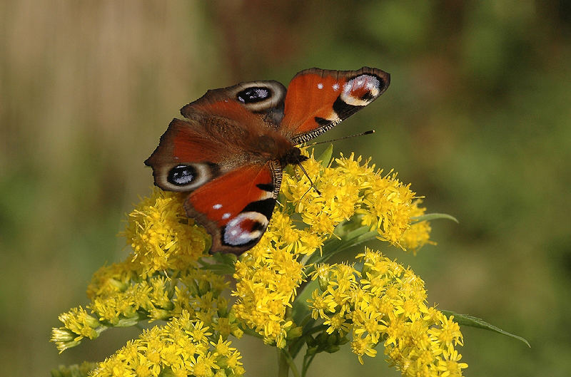 schmetterling