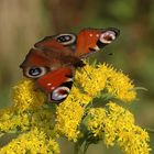 schmetterling