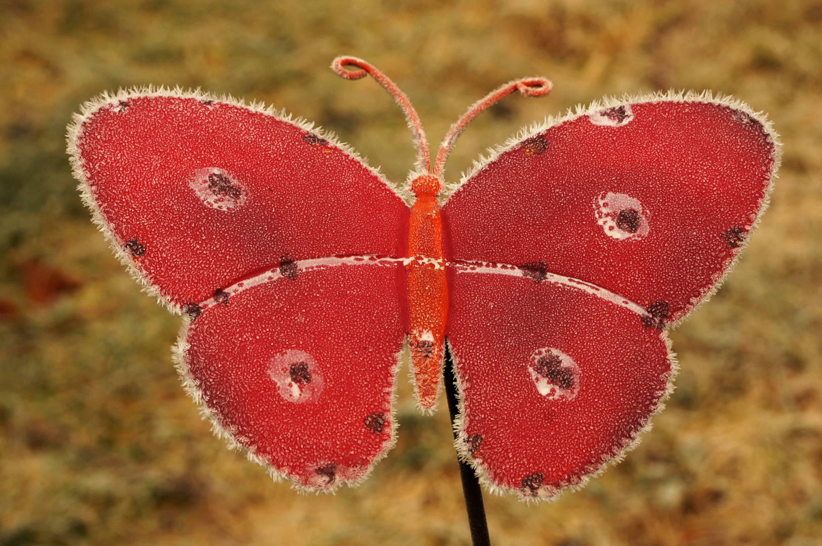 Schmetterling,...