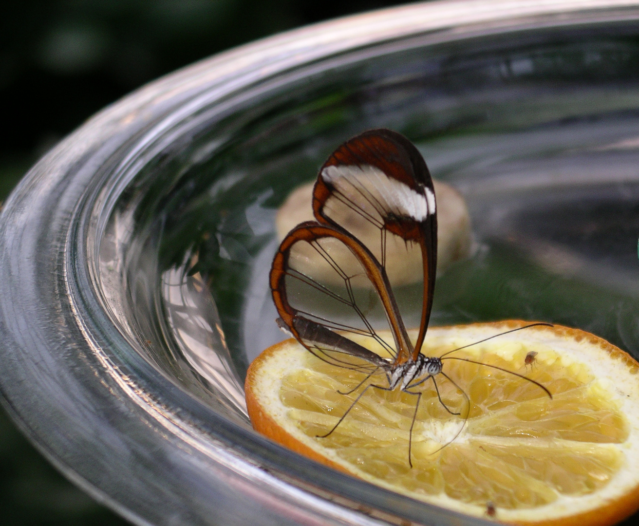 Schmetterling