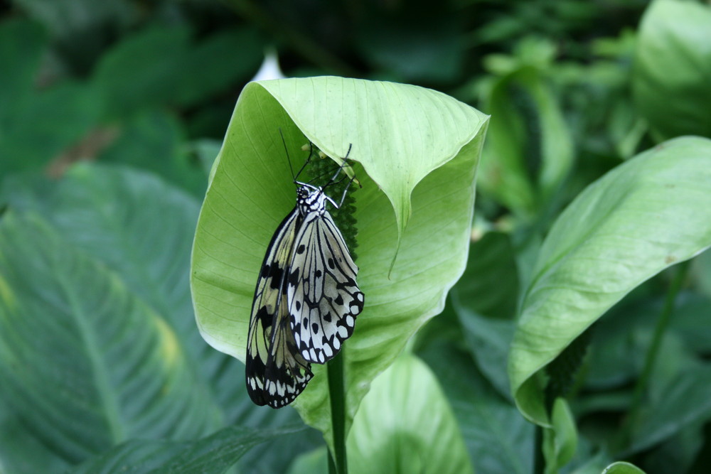 Schmetterling