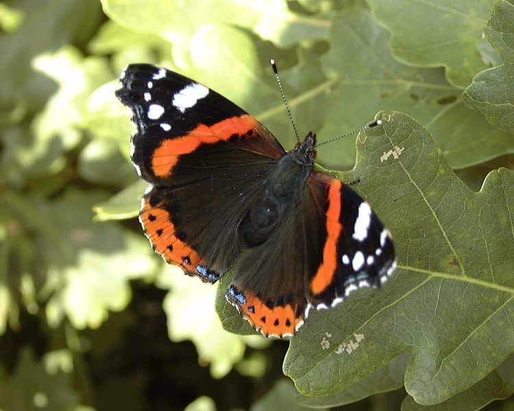 Schmetterling