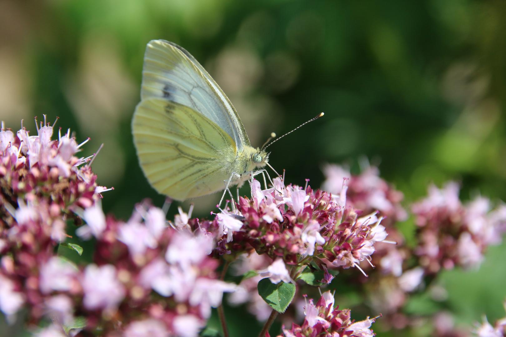 Schmetterling