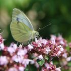 Schmetterling