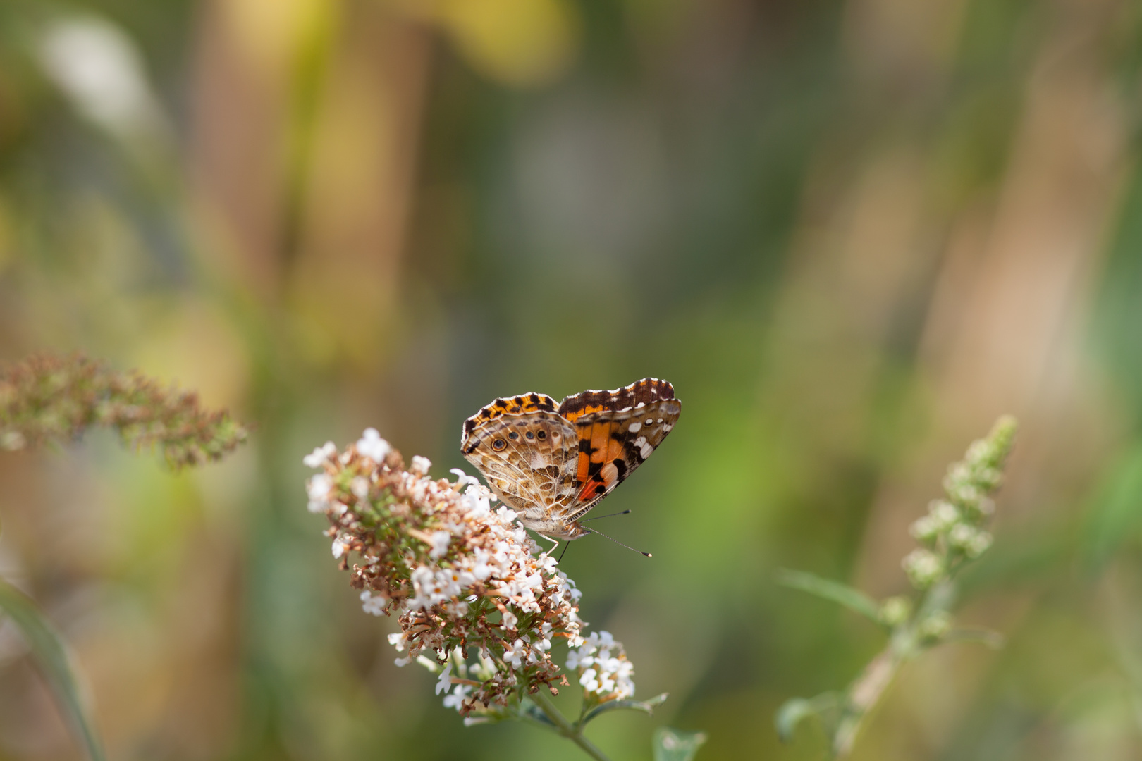 Schmetterling