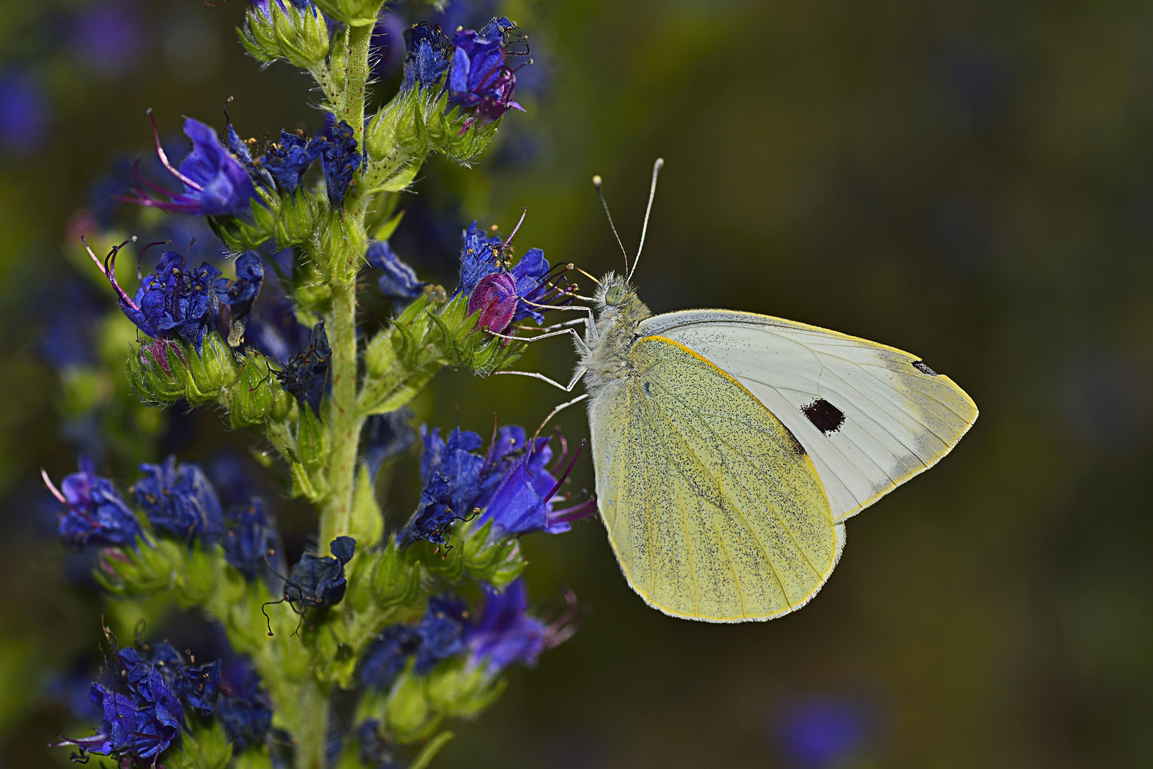 Schmetterling 