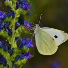 Schmetterling 