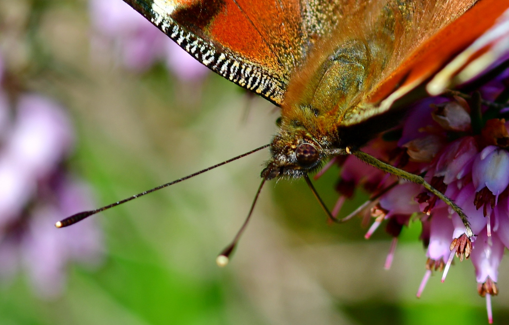 Schmetterling