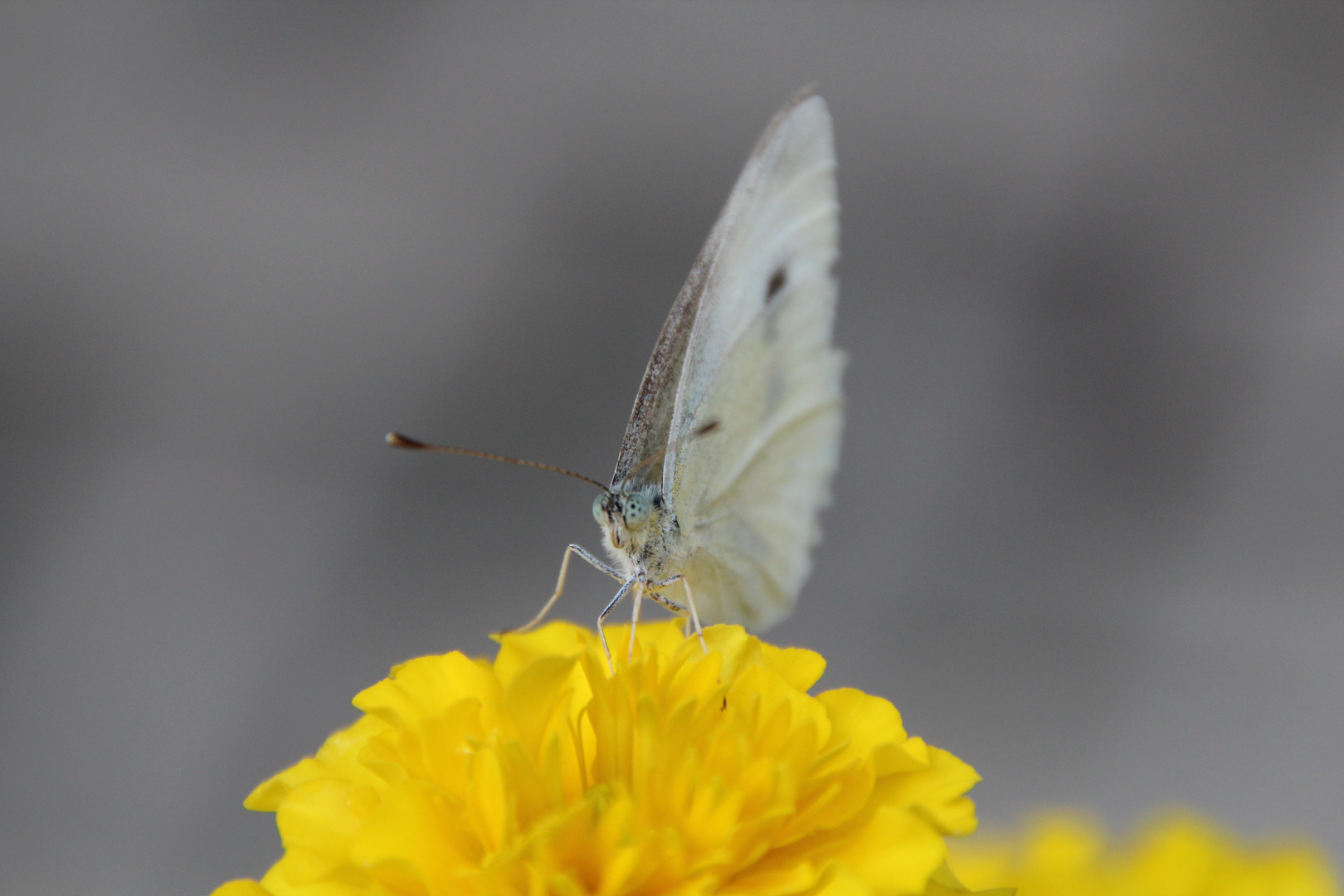 Schmetterling