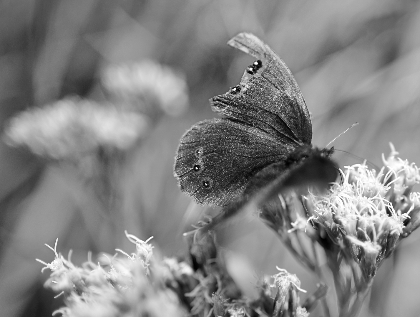 Schmetterling