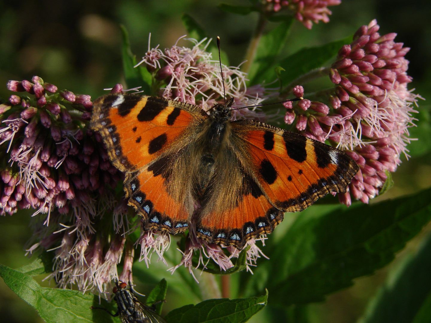 Schmetterling