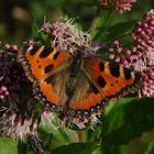 Schmetterling