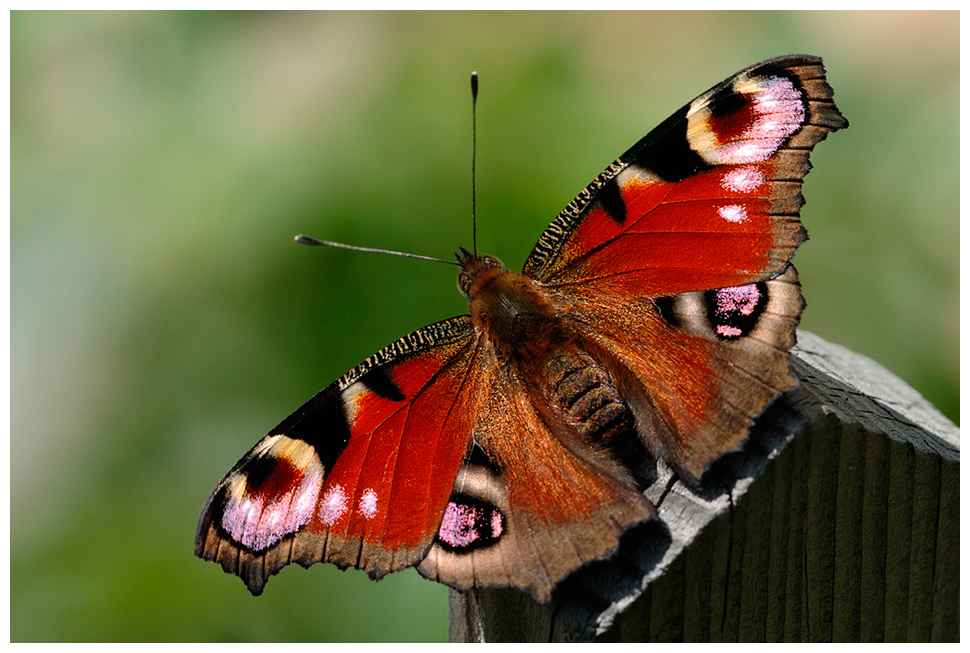 Schmetterling