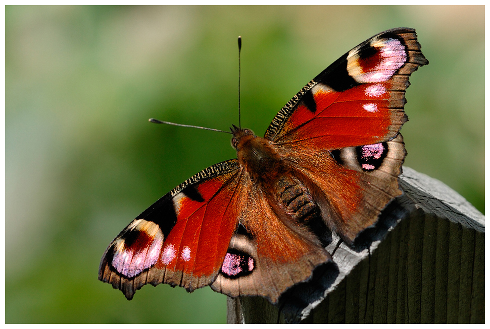 Schmetterling von Stefan Kratochwill