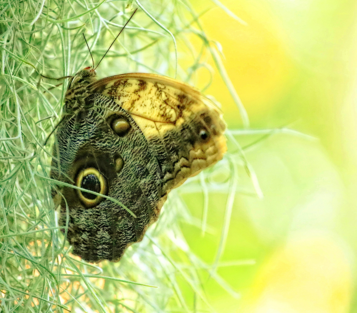 Schmetterling 