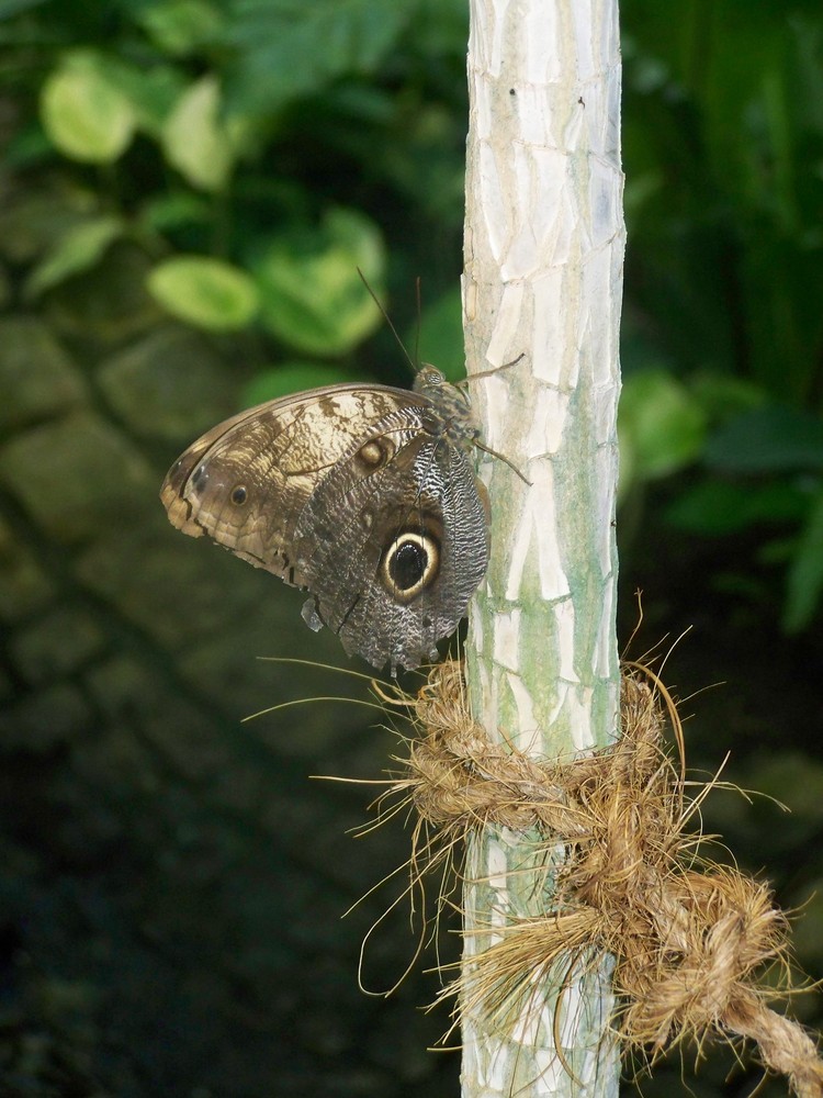 Schmetterling