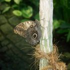 Schmetterling