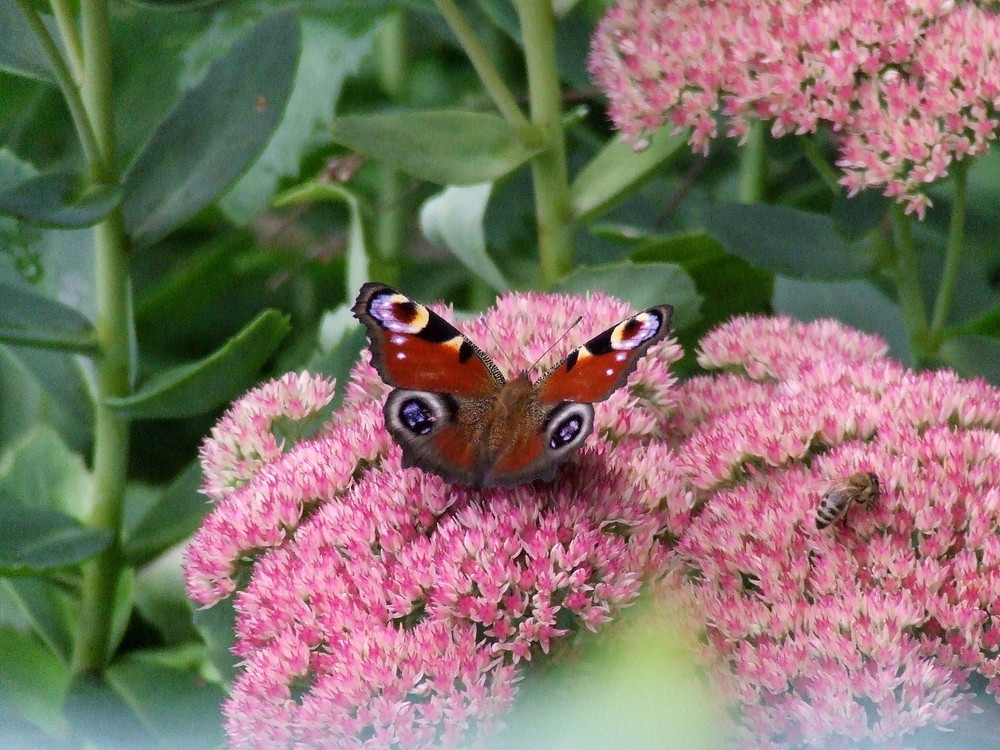 Schmetterling