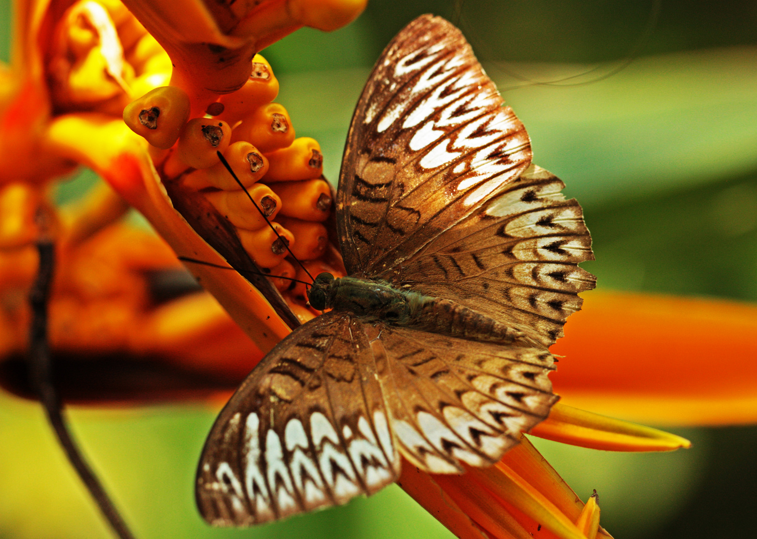 Schmetterling